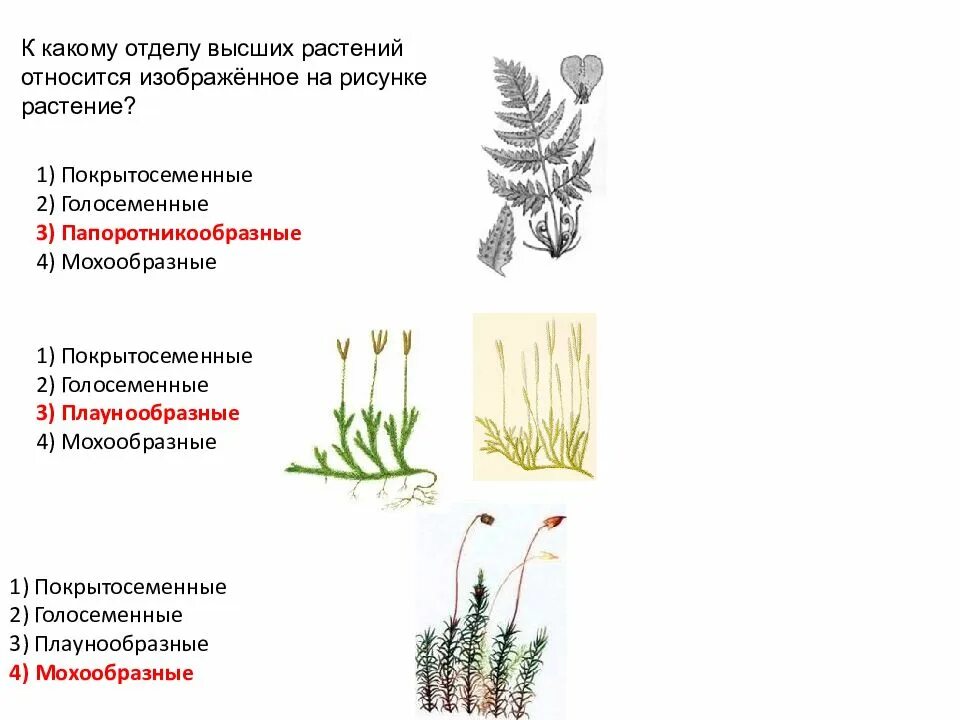 К какой группе относятся изображенные растения. К какому отделу относится изображенное растение. Покрытосеменные Папоротниковидные Голосеменные. 1) Голосеменные 2) Покрытосеменные. Папоротниковидные классификация.
