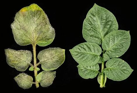 Plant resistance