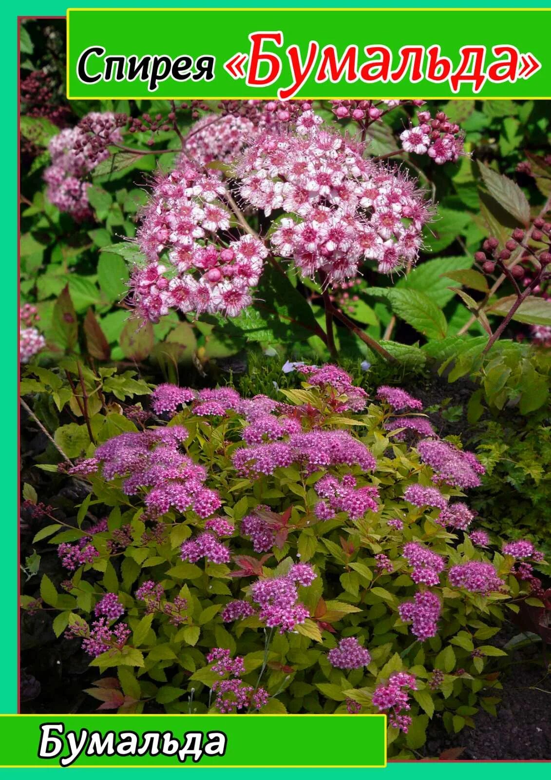 Бумальда кустарник спирея фото Spirée japonaise rose Spirée bumalda naine Vente Spiraea japonica 'Little Pr