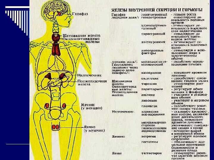 Их в организме человека. Эндокринная система железы внутренней секреции и их гормоны. .Система желез внутренней секреции. Функции. Схема железы внутренней секреции и их функции. Эндокринная система таблица железы гормоны.