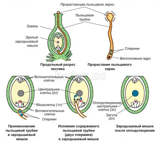 Строение зародышевого мешка цветковых растений. Схема развития зародышевого мешка. Строение зародышевого мешка у покрытосеменных. Из скольких клеток состоит зародышевый мешок. Какая ботаническая наука изучает процесс оплодотворения