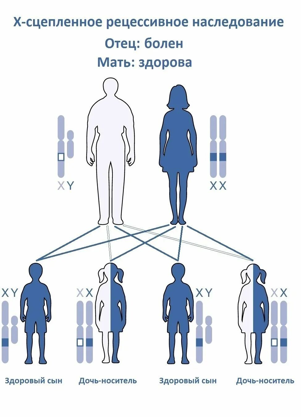 Можно ли быть носителем