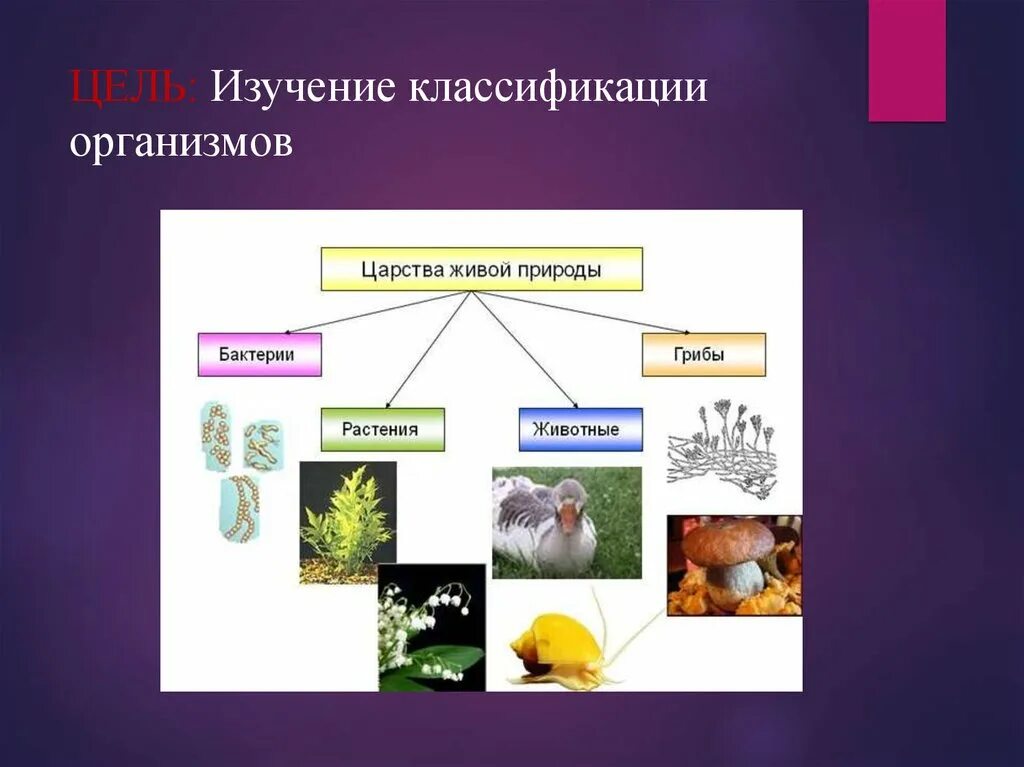 Царство живой природы пример. Систематика Царств живой природы. Царство живой природы классификация схема. Царства живых организмов 5 класс биология. Царство живой природы классификация 5 класс биология.