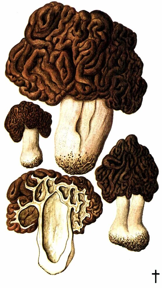 Б строчок обыкновенный. Б строчок обыкновенный. Б строчок обыкновенный. 5. Гриб строчок обыкновенный.