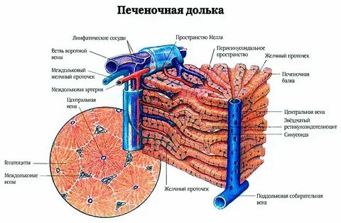 Центр дольки печени