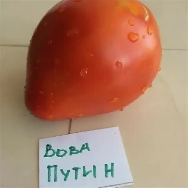 Контент Овечка - Страница 101 - tomat-pomidor.com
