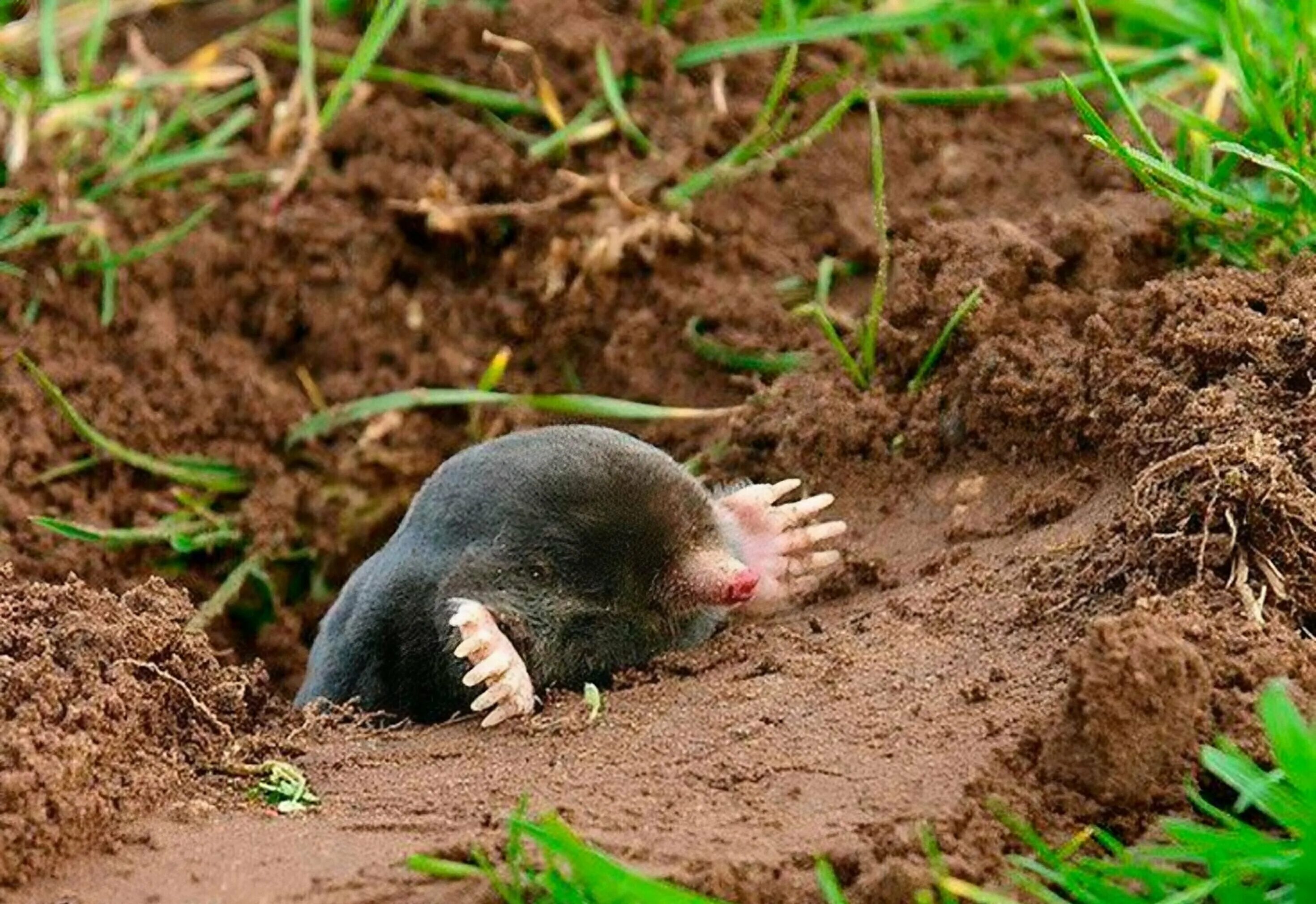 Ходы кротов под землей. Нора крота. Нора крота. Крот всю свою жизнь проводит под землей. Норы землеройки на огороде.