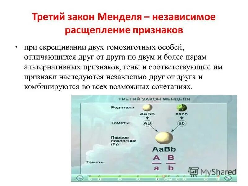 3 Закон Менделя расщепление по генотипу. Третий закон Менделя расщепление. Закон независимого расщепления признаков. Закон расщепления Менделя схема. Скрещивание особей отличающихся друг от друга