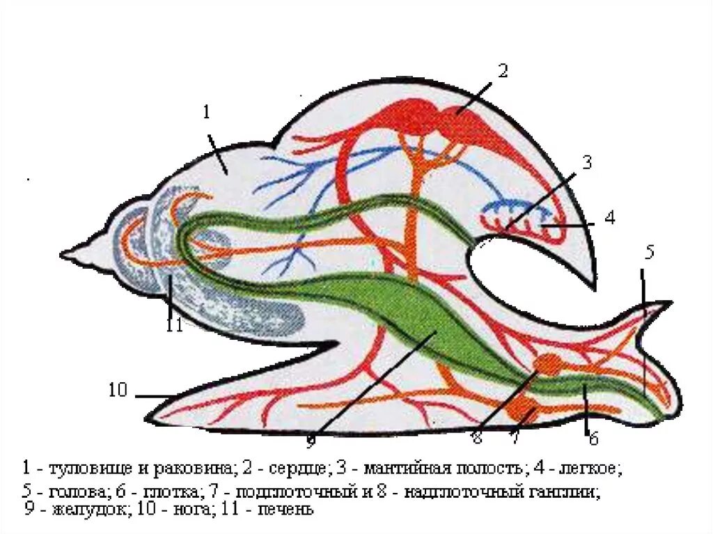 Улитка подписи. Внутреннее строение брюхоногих моллюсков. Внутреннее строение брюхоногого моллюска. Строение брюхоногого моллюска улитки. Брюхоногие моллюски строение без подписей.