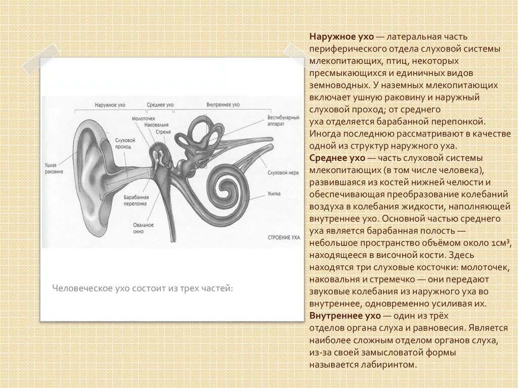 Функции наружного среднего и внутреннего уха. Строение органа слуха птиц. Строение уха птиц. Ухо птицы строение. Среднее ухо птиц.
