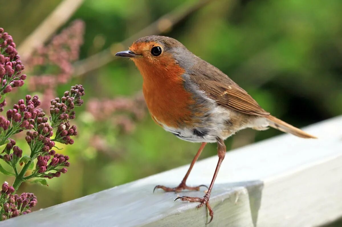 Певчие птицы южного урала. Варакушка птица. Зяблик горихвостка. Митителло, хромушин: певчие птицы. Урагус щегол.