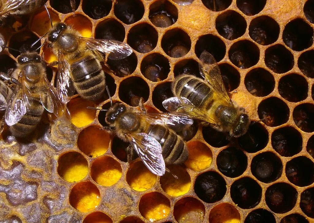 Convert pollen at the hive