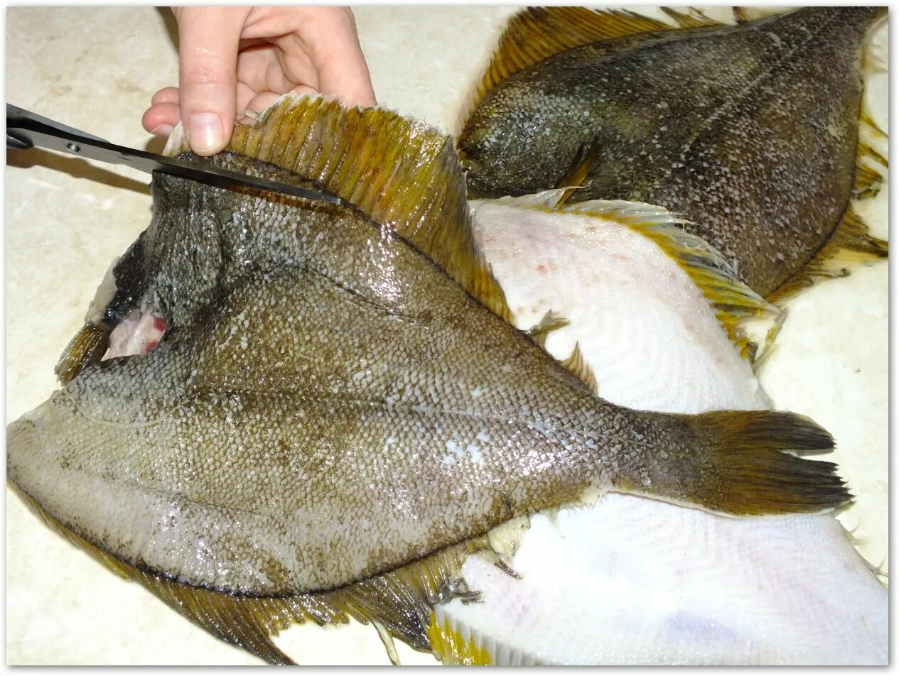 камбала чешуя. потрошение камбалы. разделать камбалу для жарки. разделать камбалу для жарки. потрошение камбалы.