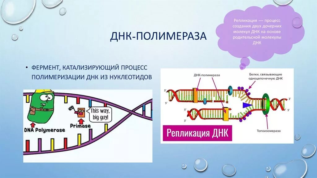 Процесс разрезания молекулы днк с помощью ферментов. Ферментативная активность ДНК полимеразы 1. ДНК полимераза репликация ДНК. Молекула ДНК полимераза. ДНК полимераза катализирует.
