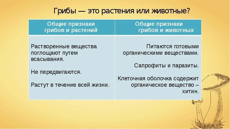 Сходством грибов с растениями является. Признаки растений и животных у грибов. Общие признаки грибов с растениями и животными. Признаки растений у грибов. Признаки грибов как растений и животных.