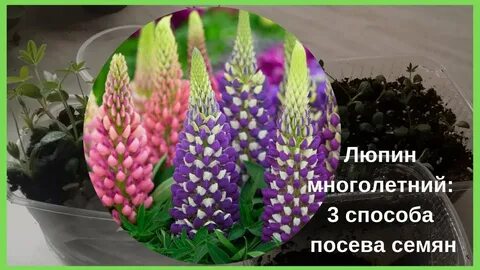 Посев семян люпина