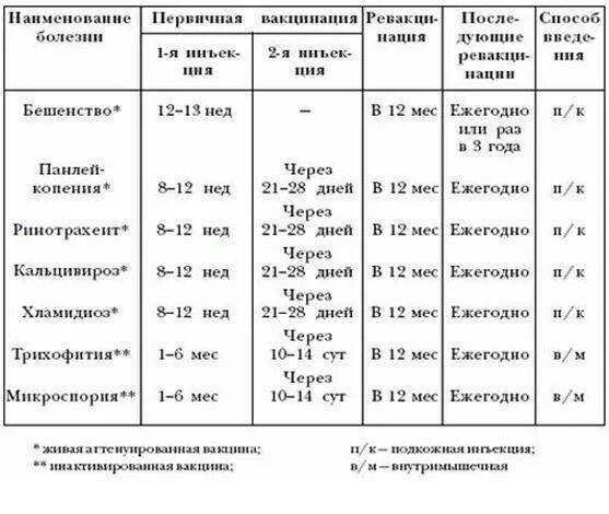 Котята прививки во сколько