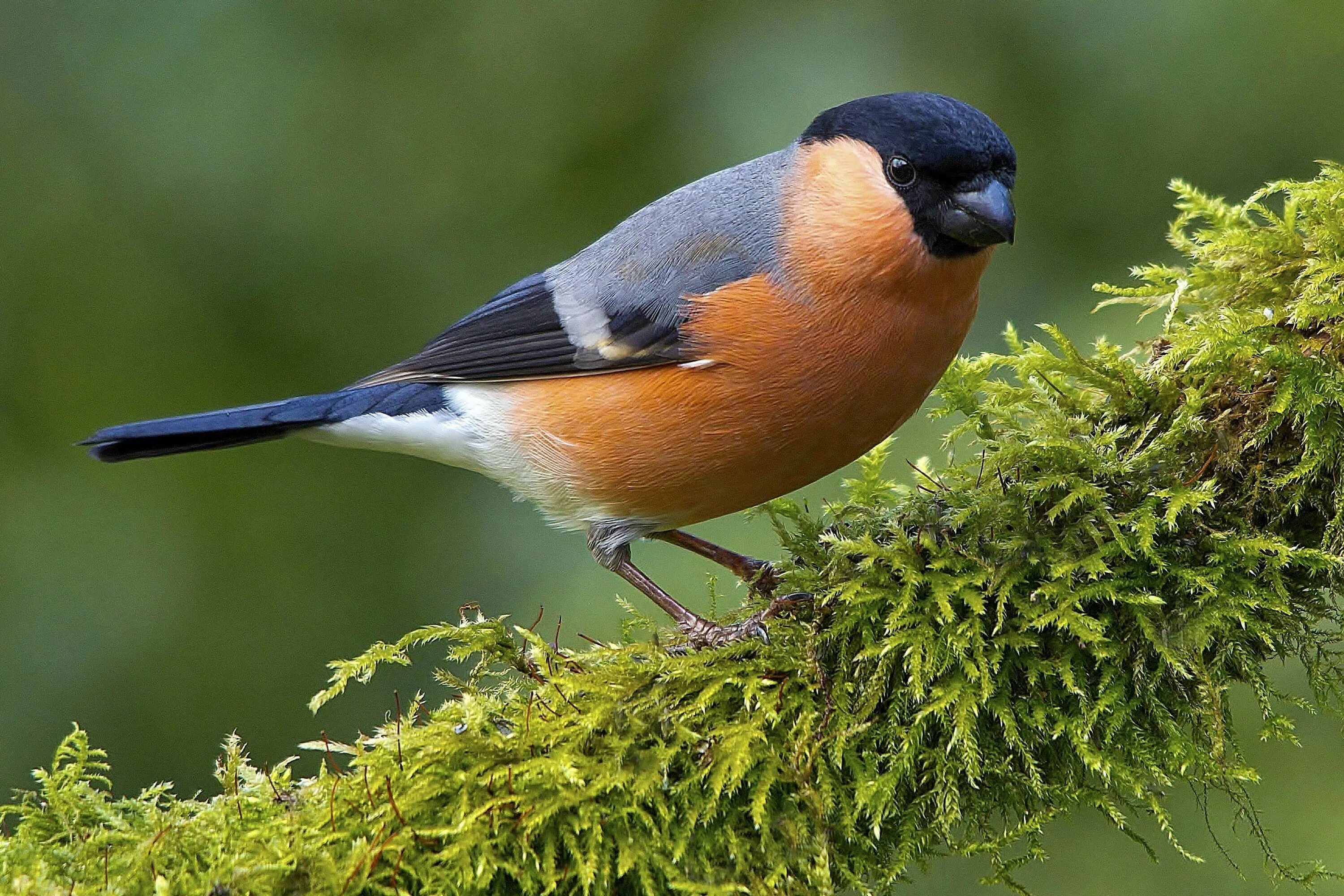 Снегири птица где летом. Eurasian bullfinch. снегирь. снегирь летом. летний снегирь.
