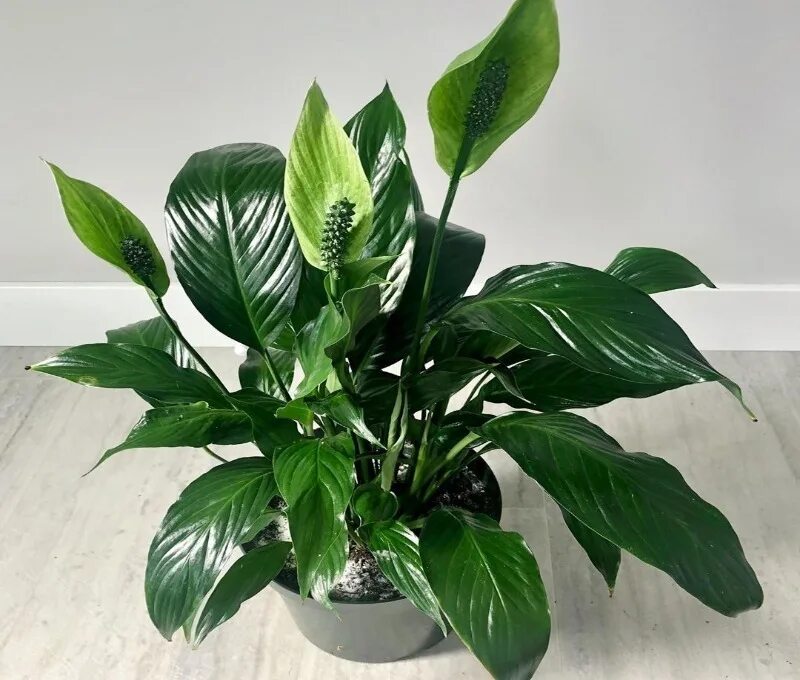 Спатифиллум уоллиса (spathiphyllum wallisii). Спатифиллум геликониелистный. Спатифиллум. Спатифиллум геликониелистный. Спатифиллум верди.
