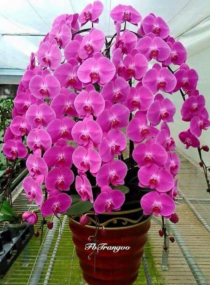 Комнатный цветок орхидея фаленопсис. Цветок который долго цветет. Орхидея дендробиум нобиле. Фаленопсис обильноцветущий. Фаленопсис орхидея астрал.
