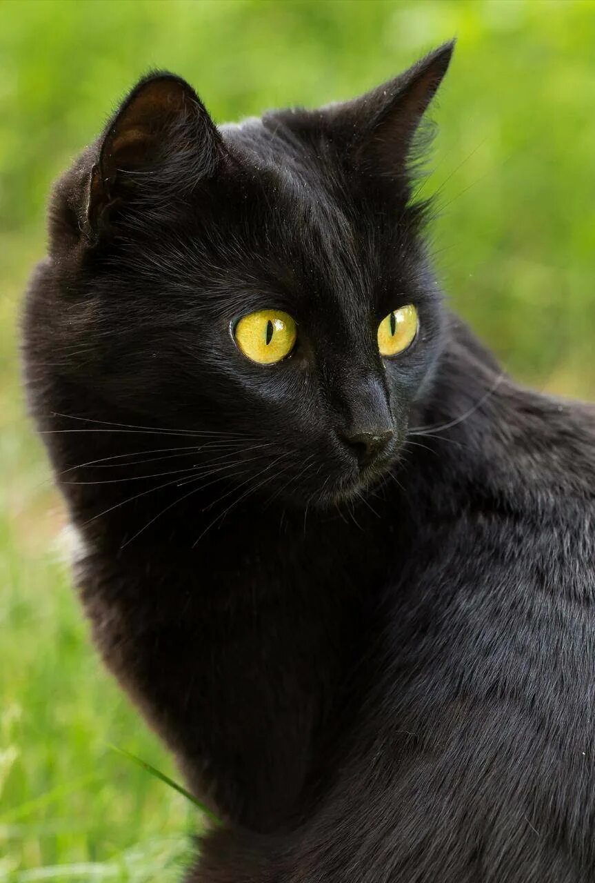 Кошка с желтыми глазами порода. Бомбейская кошка. Бомбейская Бомбейская кошка. Чёрная кошка порода Бомбейская. Черный кот бомбейской породы.