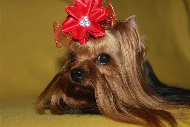 Марсель йоркширский терьер. Питомник собак йоркширский терьер. Питомник собак йоркширский терьер. Питомник йоркширских терьеров в москве. Питомник собак йоркширский терьер.