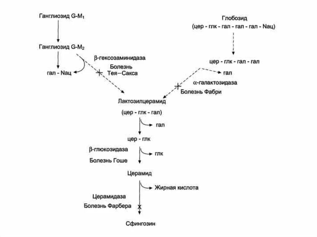 Схема катаболизма фосфолипидов. Синтез липидов схема биохимия. Общая схема катаболизма БХ. Патогенез болезни Гоше схема.