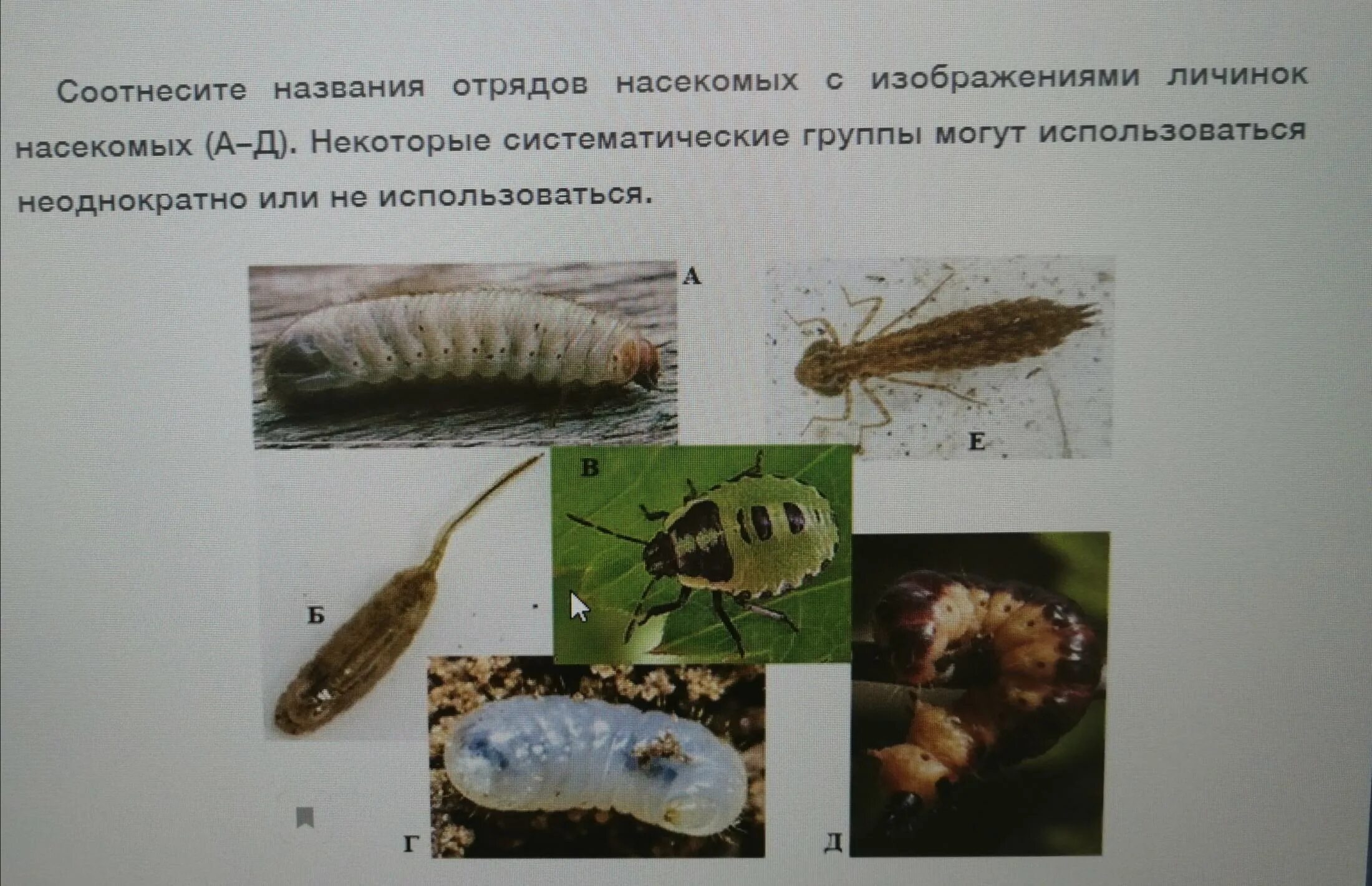 Личинки насекомых. Названия личинок насекомых. Имагообразные личинки. Название личинок.