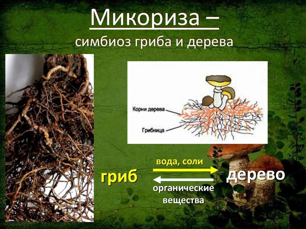 Образуют микоризу с корнями растений. Микориза с грибами-симбионтами. Микориза это симбиоз гриба и дерева. Микориза опенка. Симбиоз грибов, микориза презентация.