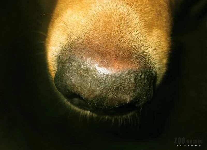 У собаки на носу корка. Нос собаки. Гиперкератоз у собаки на носу.