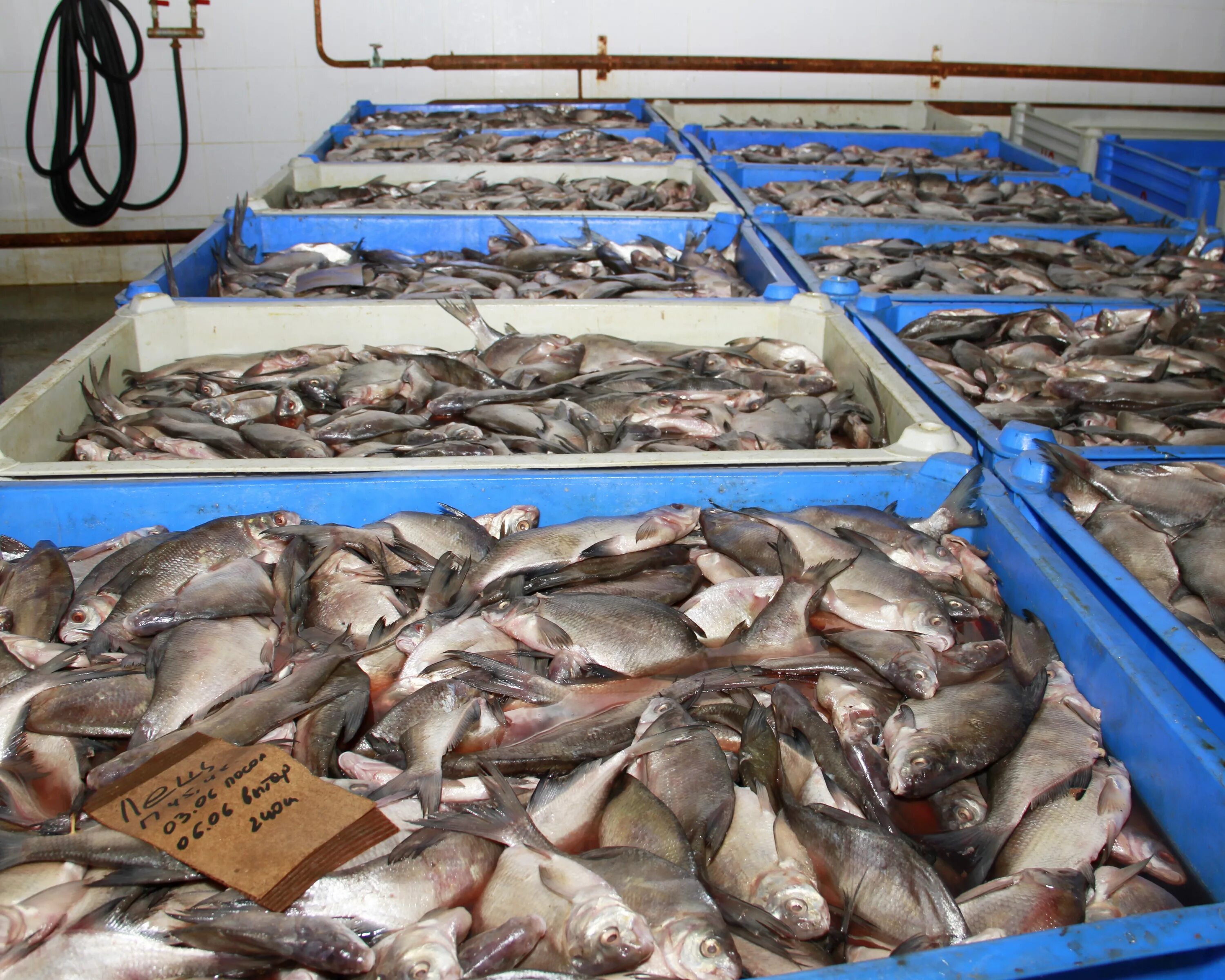 Рынок живая рыба. Переработка рыбы. Приемка рыбы. Приемка рыбы на заводе. Живая рыба на рынке.