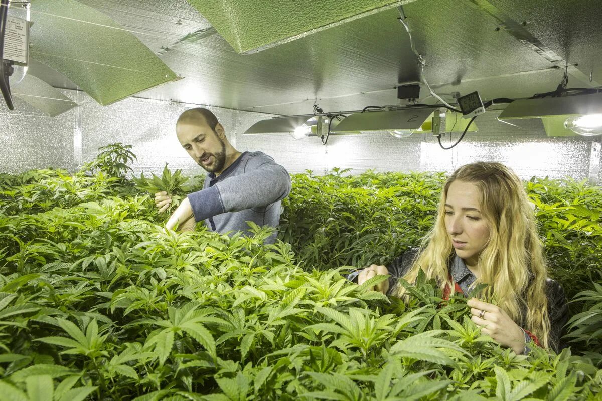 Seeding for a new generation