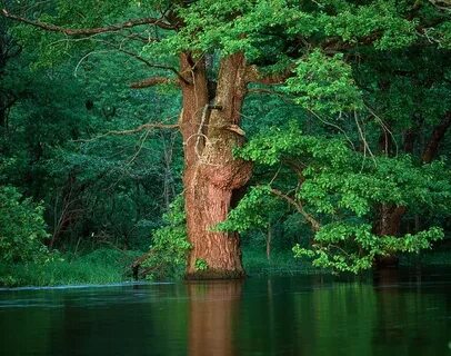 Дубовая вода