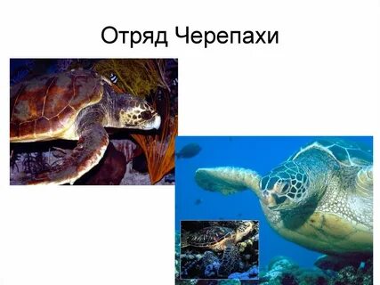 Характеристика отряд черепах