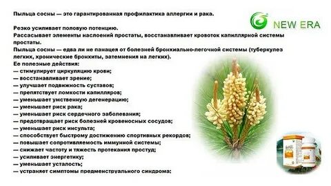 Свойства пыльцы сосны