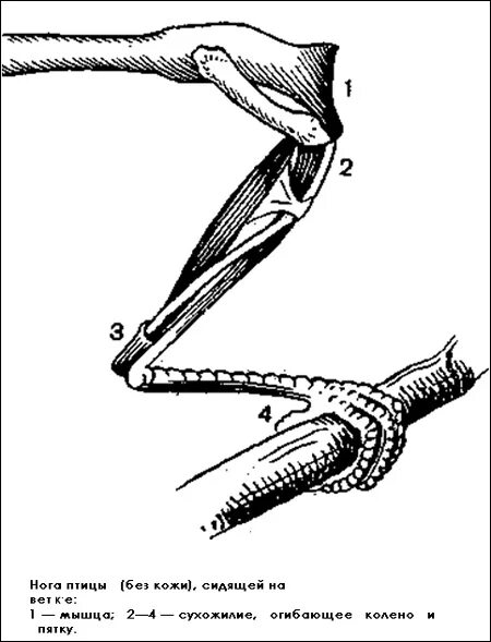 Строение лапы птицы. Строение ноги птицы. Сухожилия задняя конечность птиц. Строение птицы цевка. Чем покрыты конечности птицы
