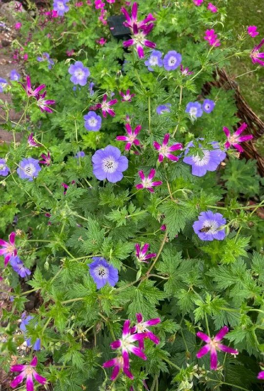 Герань садовая роузмор. Geranium columbinum. Герань луговая сплиш сплэш. Герань derrick cook. Пеларгония twoinone peach.