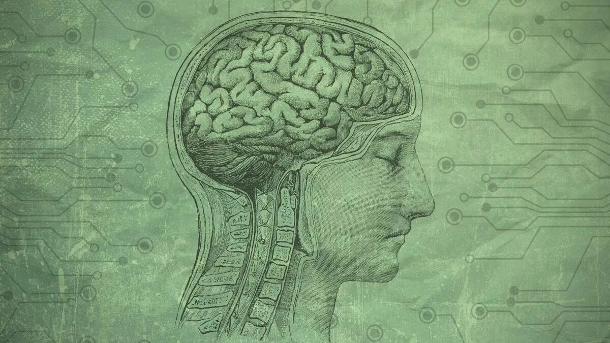 Рабочая память человека. Сознание фон для презентации. Психические процессы фон для презентации. Мозг с банками памяти. Мозг и память после 40
