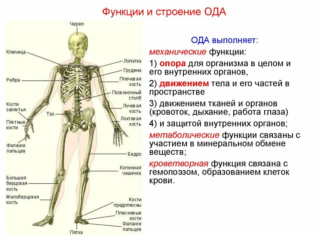 Опорно двигательная система какие функции. Опорно двигательная система органов функции и строение. Строение опорно-двигательной системы человека (мышечная система).. 1.Строение и функции опорно-двигательного аппарата.. Опорно-двигательный аппарат функции скелета.