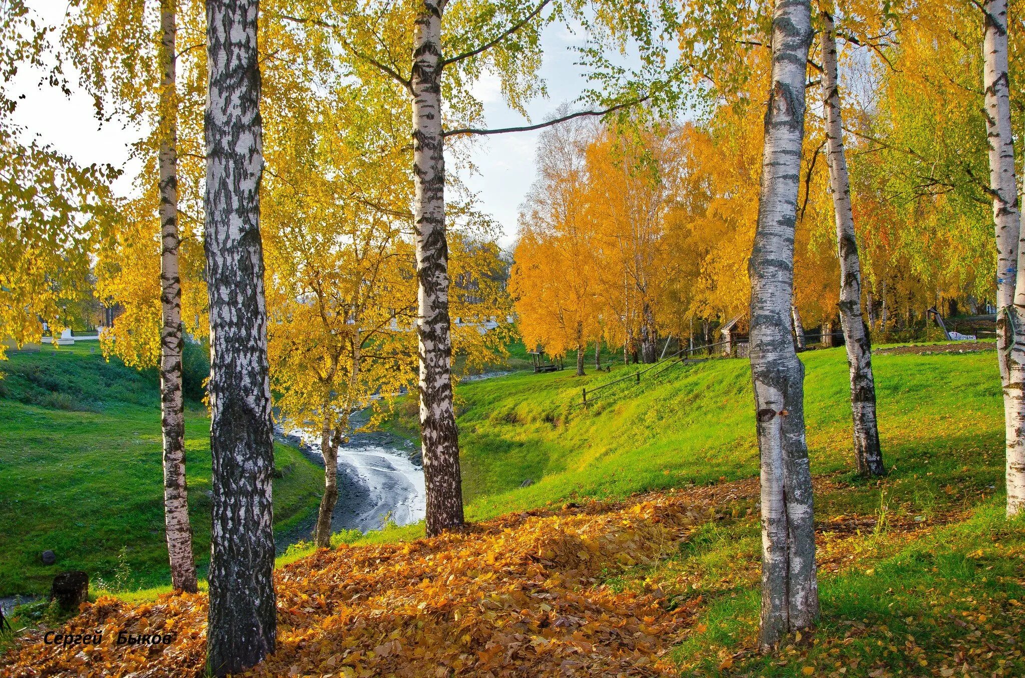 Русская осень. Карельская береза осенью. Золотая Березовая роща. Береза осень. Осенний лес березы.