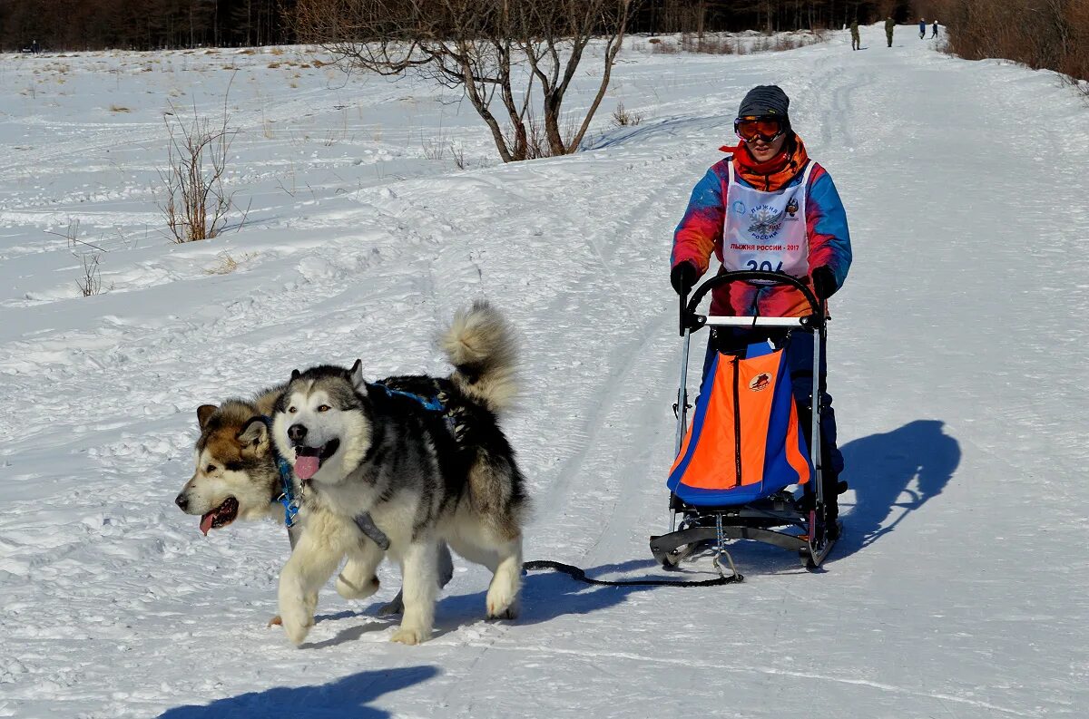 Магадан зона отдыха маяк бродячие собаки. 3 собаки напали на одну кошку. Собаки магадан. Собаки в магадане. Собаки магадан.