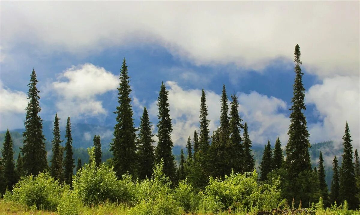 Тайга небо. Слушать над тайгой. Слушать над тайгой. Туманный лес. Слушать над тайгой.