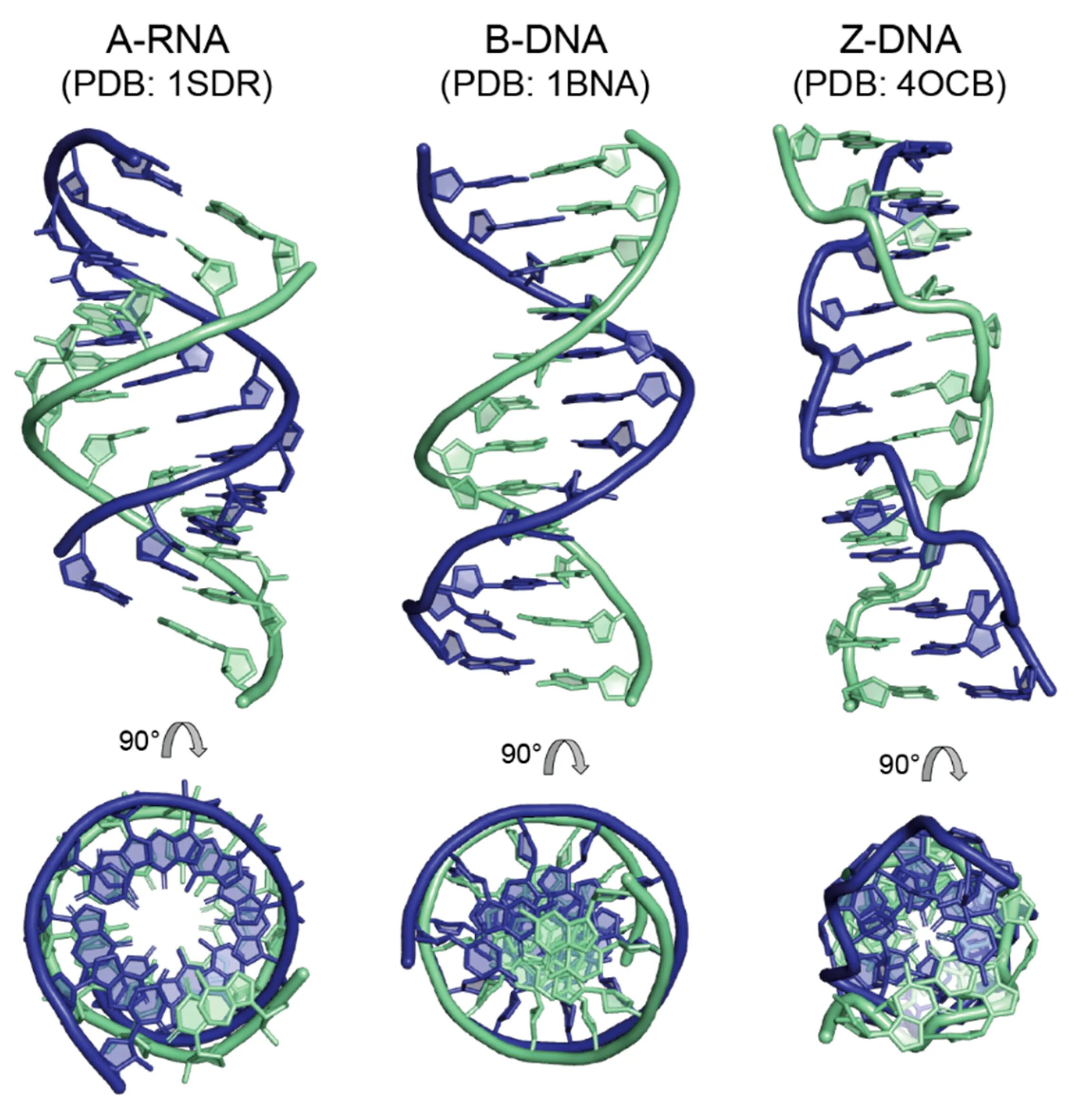 Z ДНК. DNA form. Z форма ДНК где. A B Z формы ДНК.