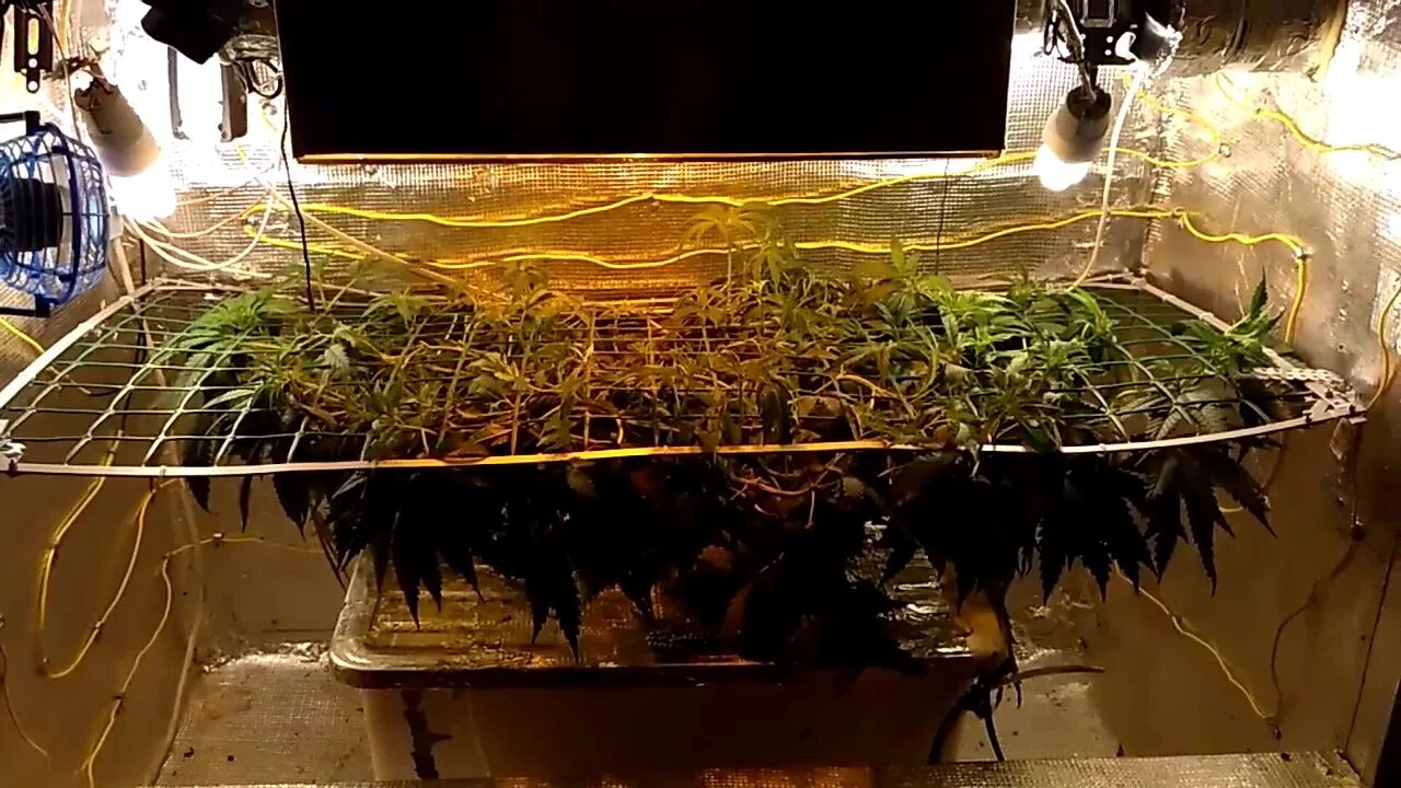 Скрог в системнике. Гроурепорт ДНАТ 250. DWC 1000w grow. Гроу баг.