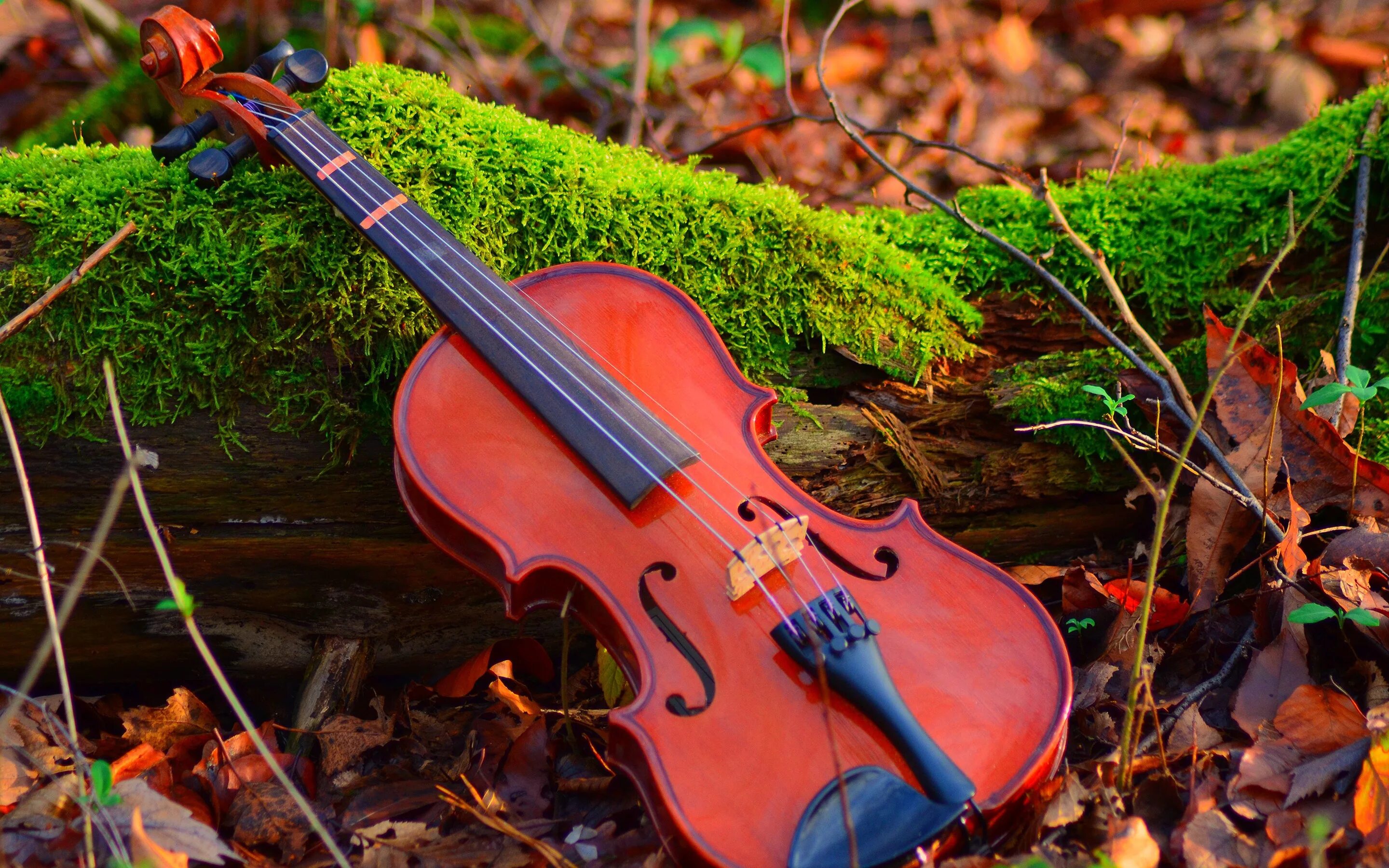 Скрипка красивая музыка слушать. Скрипка Вивальди. Осенняя скрипка. Скрипка осень. Музыкальный пейзаж.