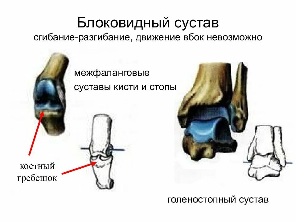 Цилиндрический сустав пример. Голеностопный сустав анатомия блоковидный. типы суставов блоковидный цилиндрический. строение блоковидного сустава. межфаланговые суставы тип соединения костей.