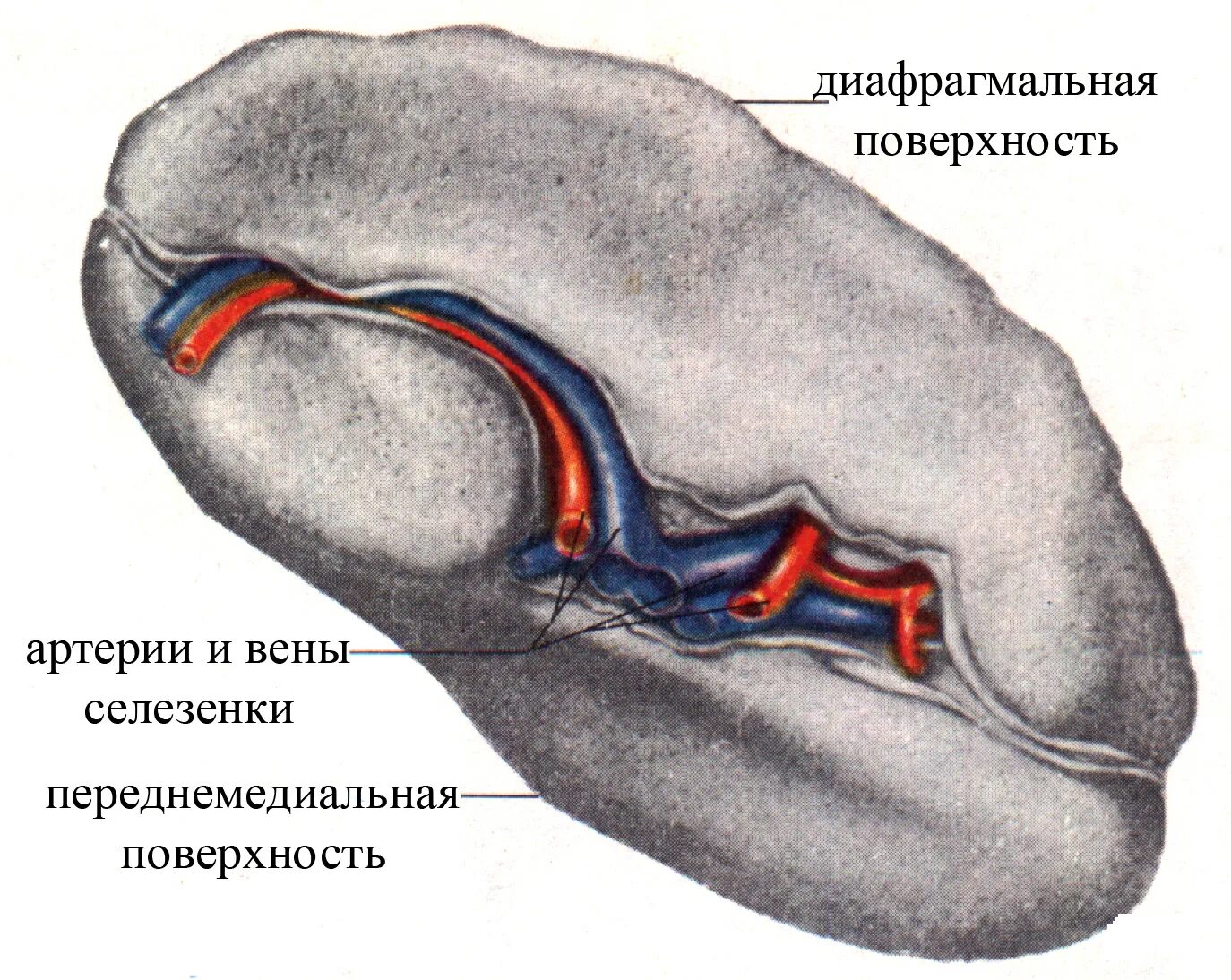 Селезенка участвует