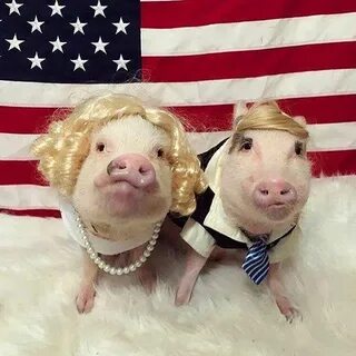 Pigs day