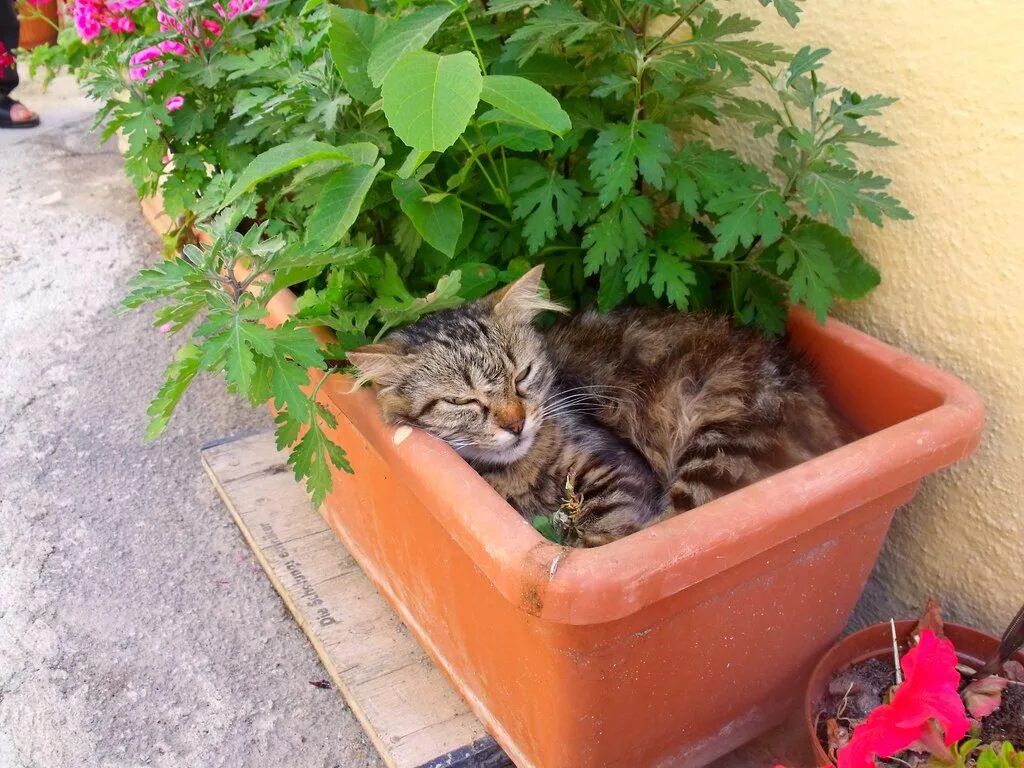 Cat plants. Кот и рассада. Горшок для кошек. Кот на горшке. Кот в клумбе.