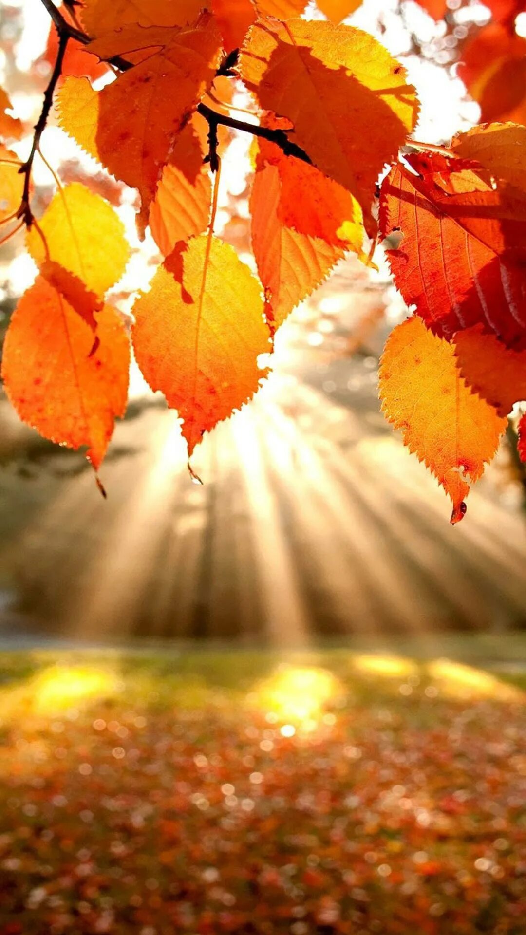 Autumn live. Autumn live